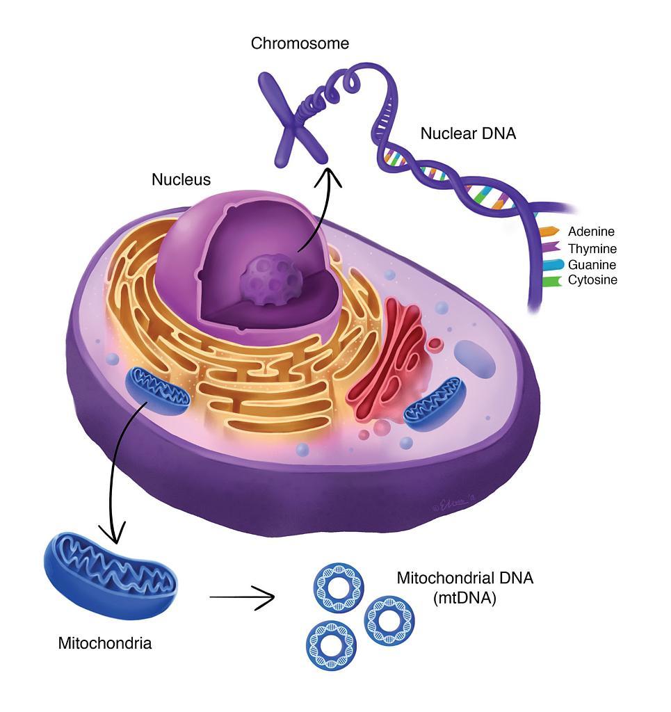 mtDNA vs nuclearDNA