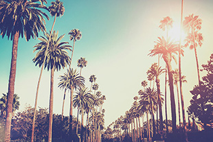 palm trees in LA